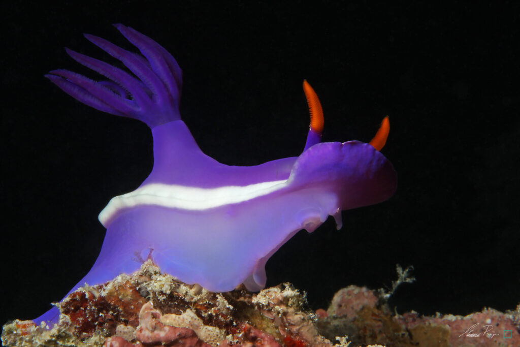 Nudibranch
