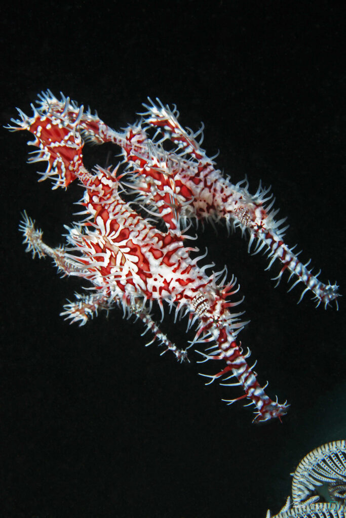 Ghostpipe Fish