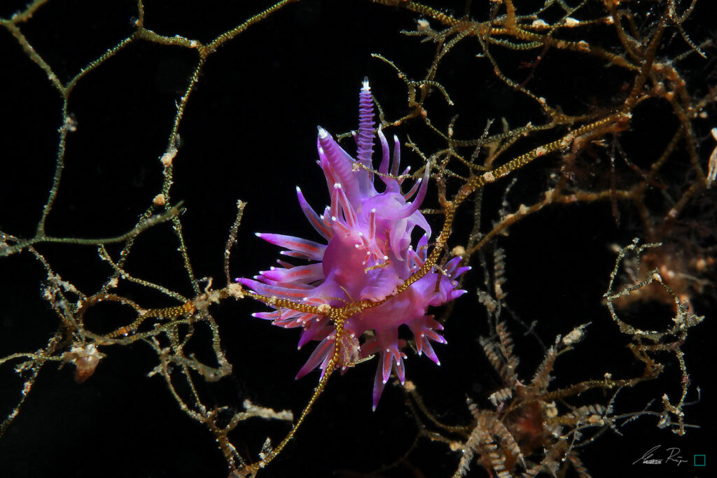 Nudibranch