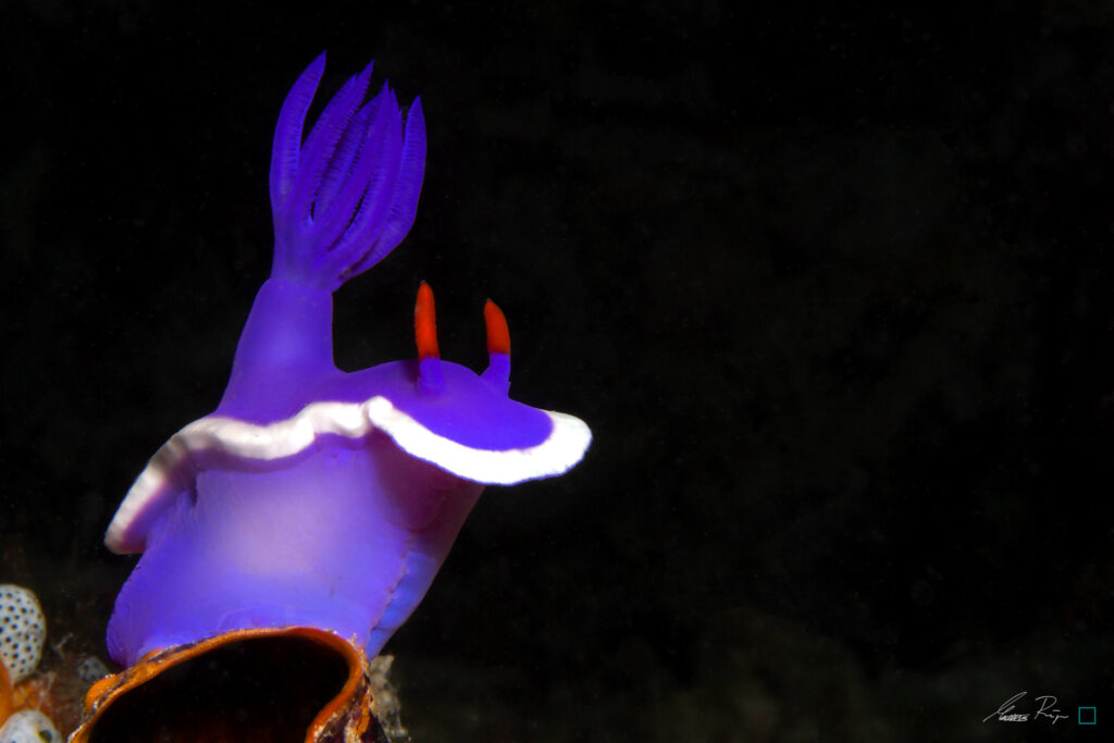 Nudibranch