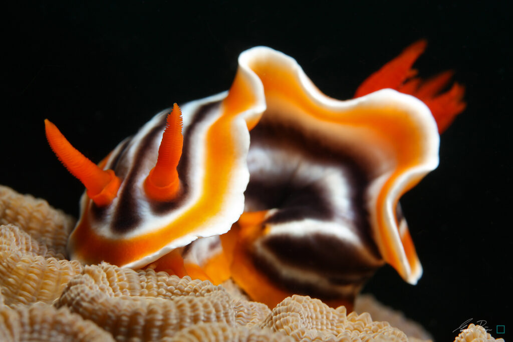 Nudibranch