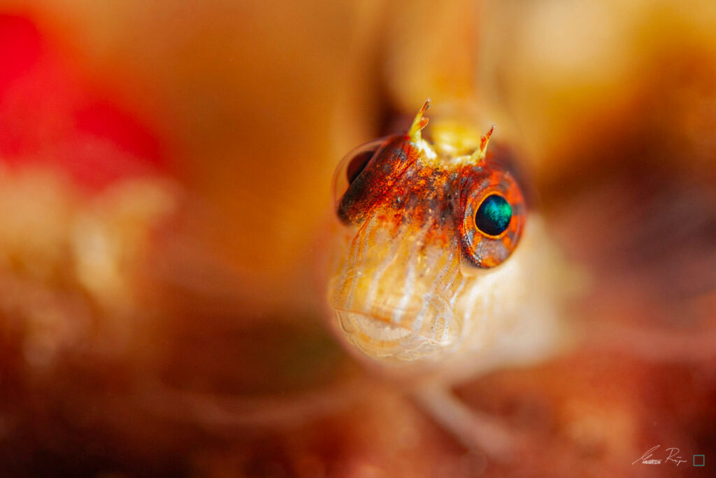 Blenny