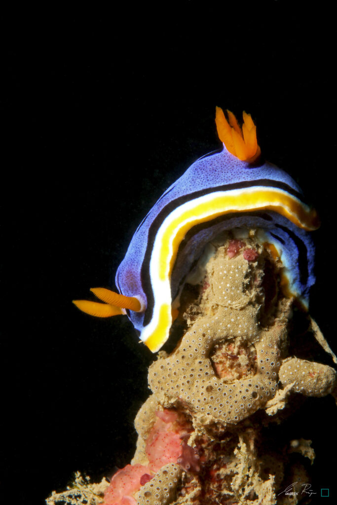 Nudibranch