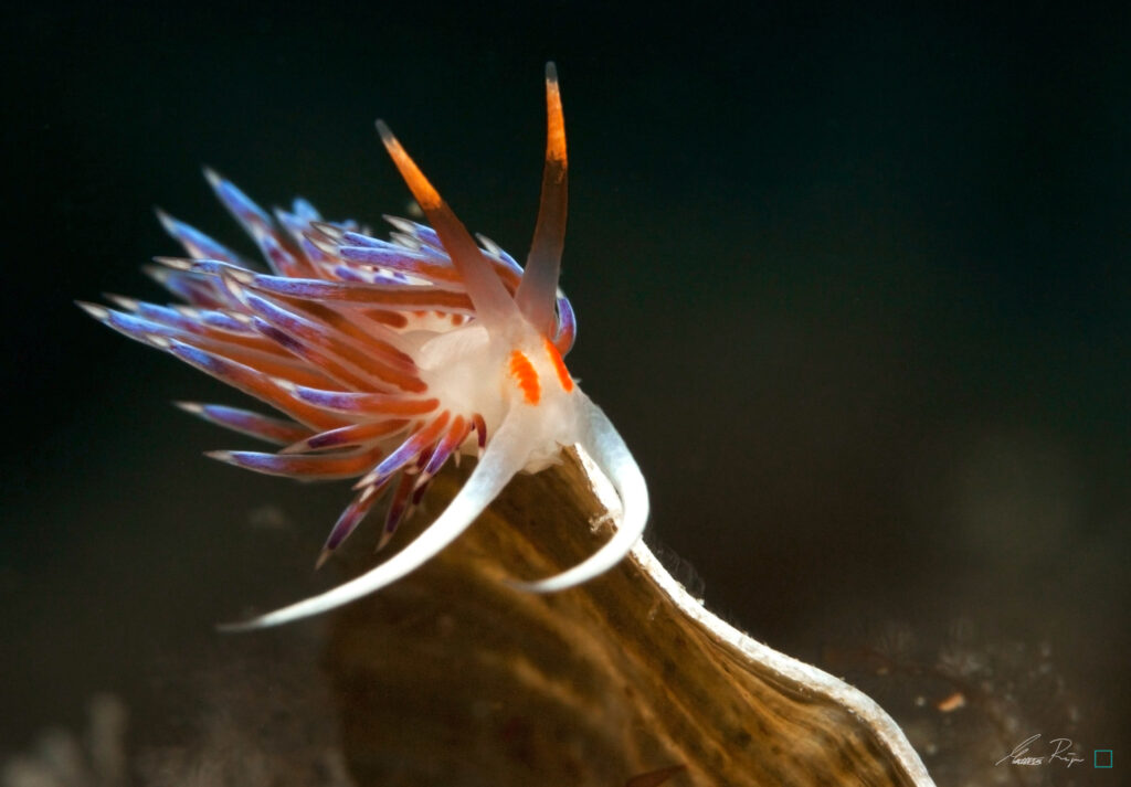 Flabellina Nudibranch