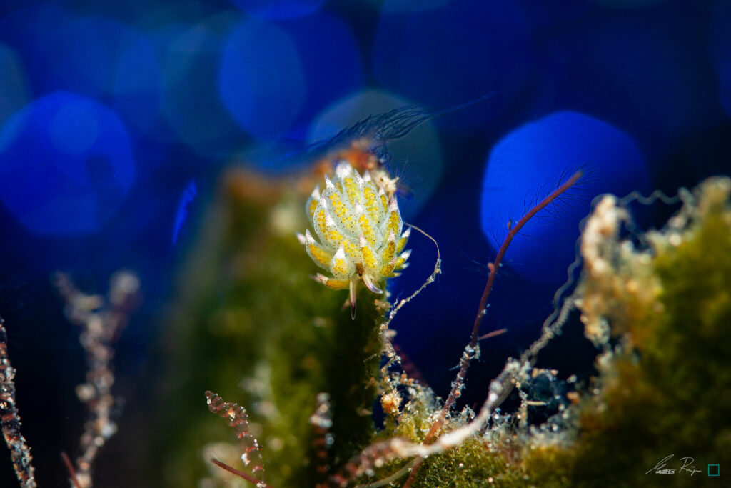 Shaun the Sheep Nudibranch