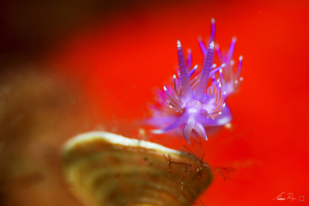 Flabellina Nudibranch