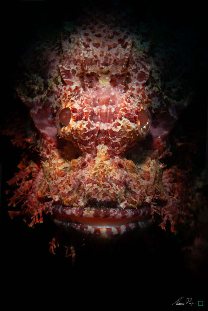 Scorpion Fish