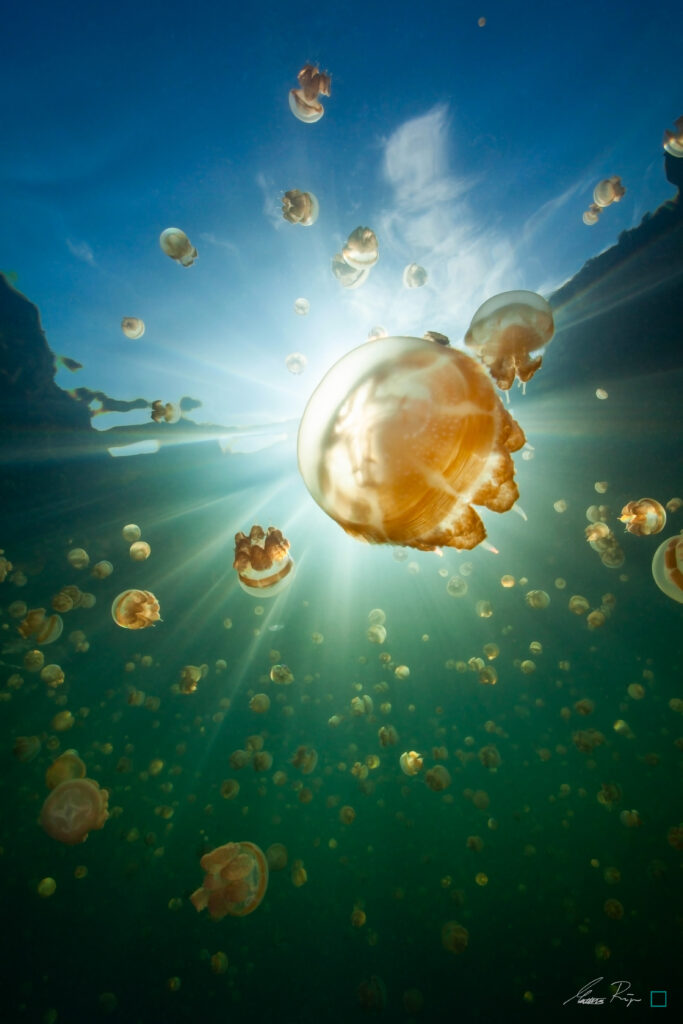 jellyfish lake