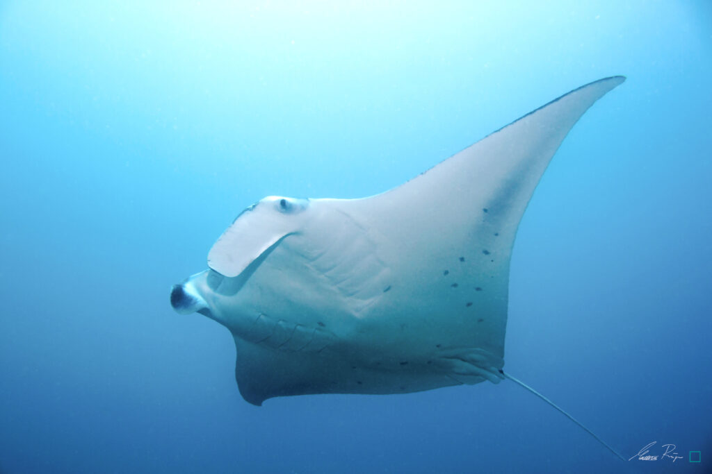 manta