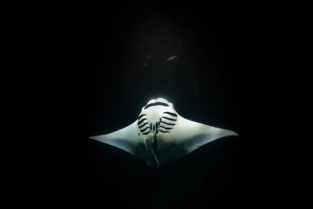 manta at night landscape