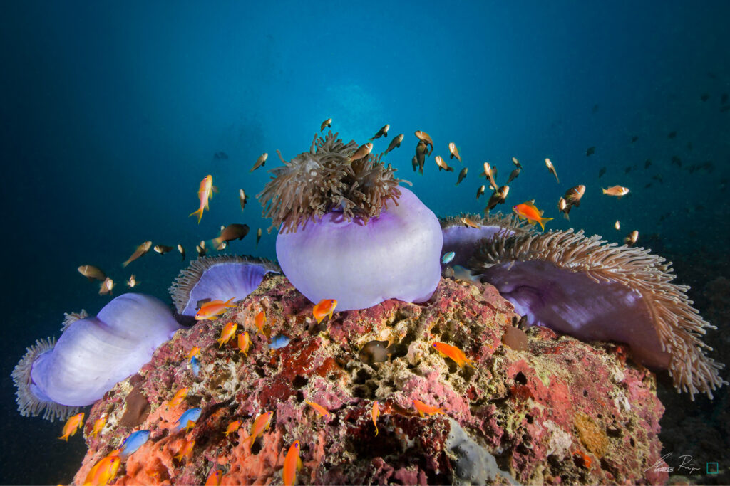 symphony of anemones