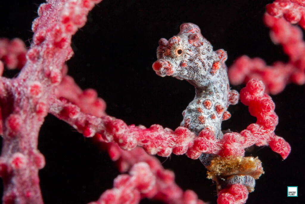 PYGMY SEAHORSE 1024x683