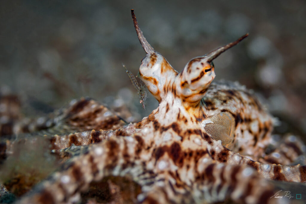 Mimic Octopus