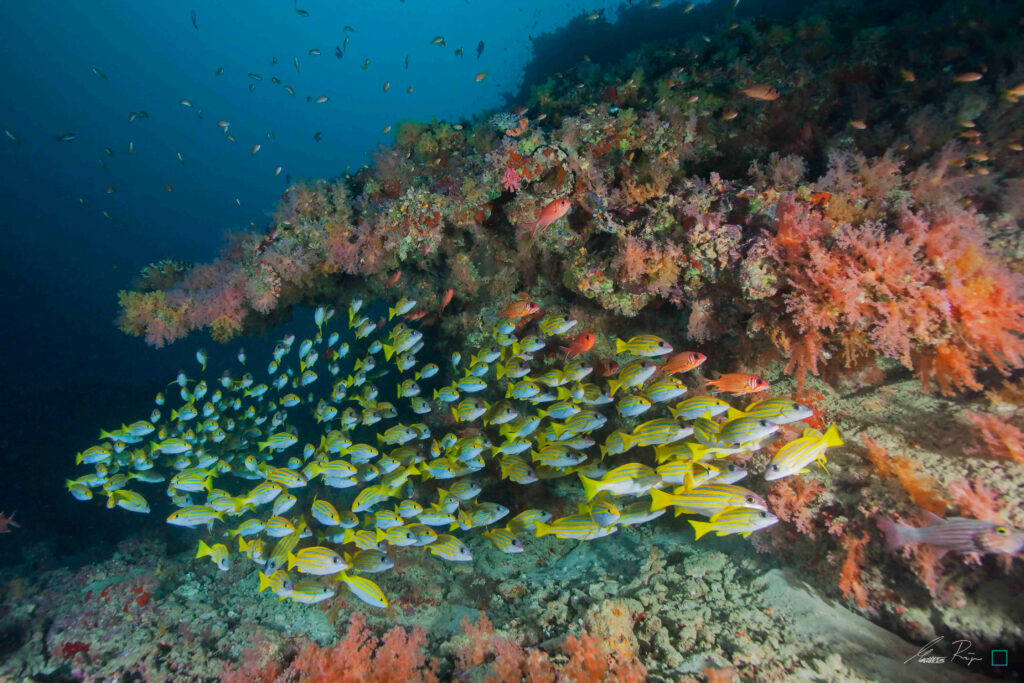 School of Yellow Striped Snappers