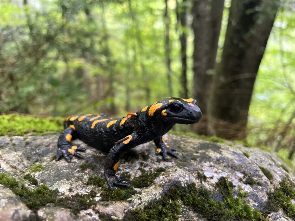 salamander