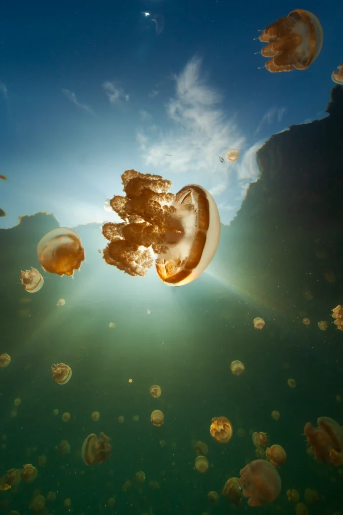 jellyfish lake