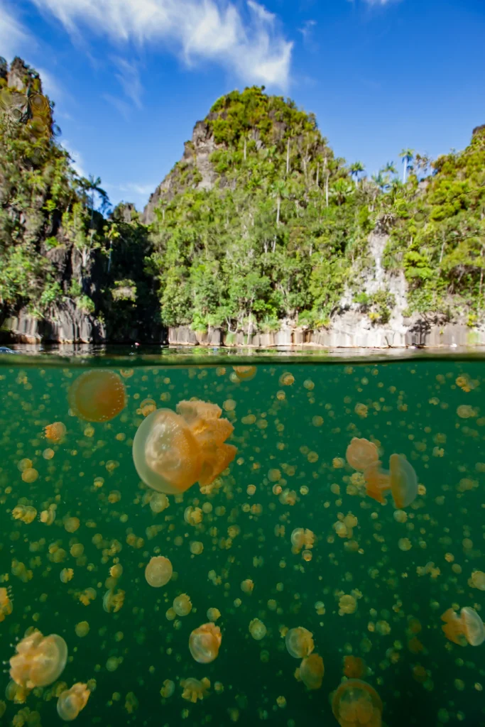 jellyfish lake