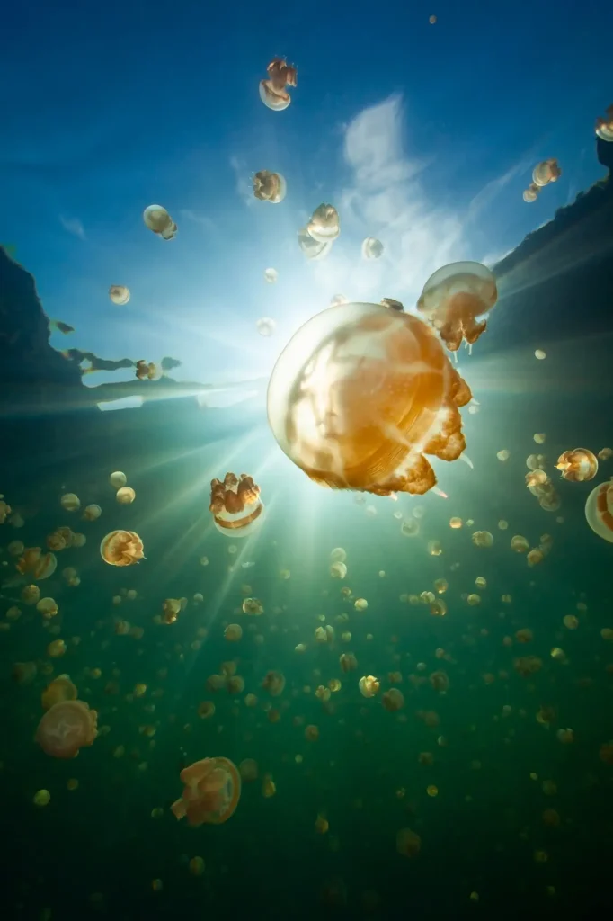 jellyfish lake