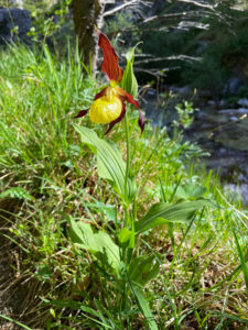 orchid 2