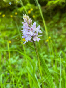 orchid 5