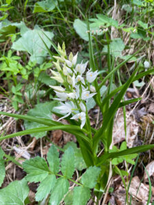 orchidee 1